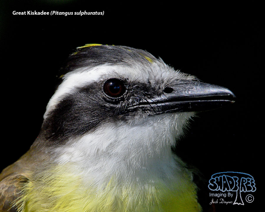 Great Kiskadee - Pitangus sulphuratus