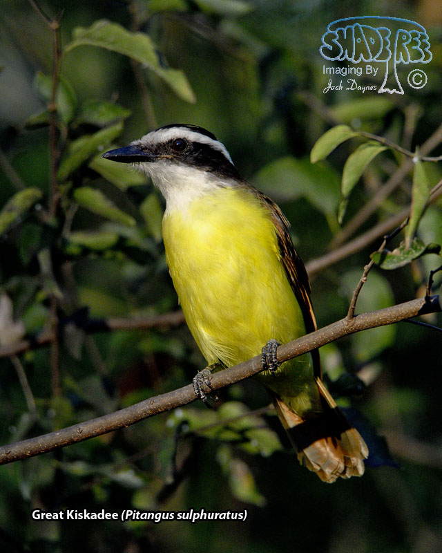 Great Kiskadee - Pitangus sulphuratus