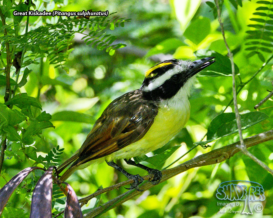 Great Kiskadee - Pitangus sulphuratus
