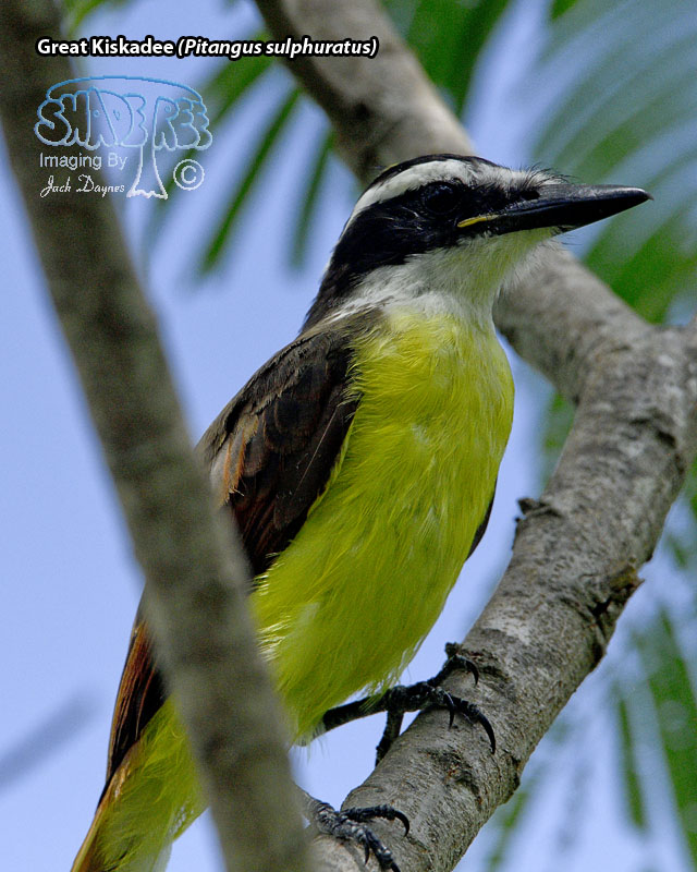 Great Kiskadee - Pitangus sulphuratus
