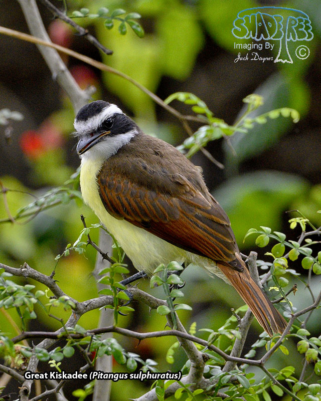 Great Kiskadee - Pitangus sulphuratus