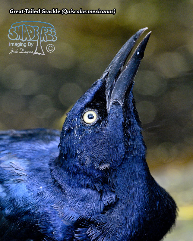 Great-Tailed Grackle - Quiscalus mexicanus