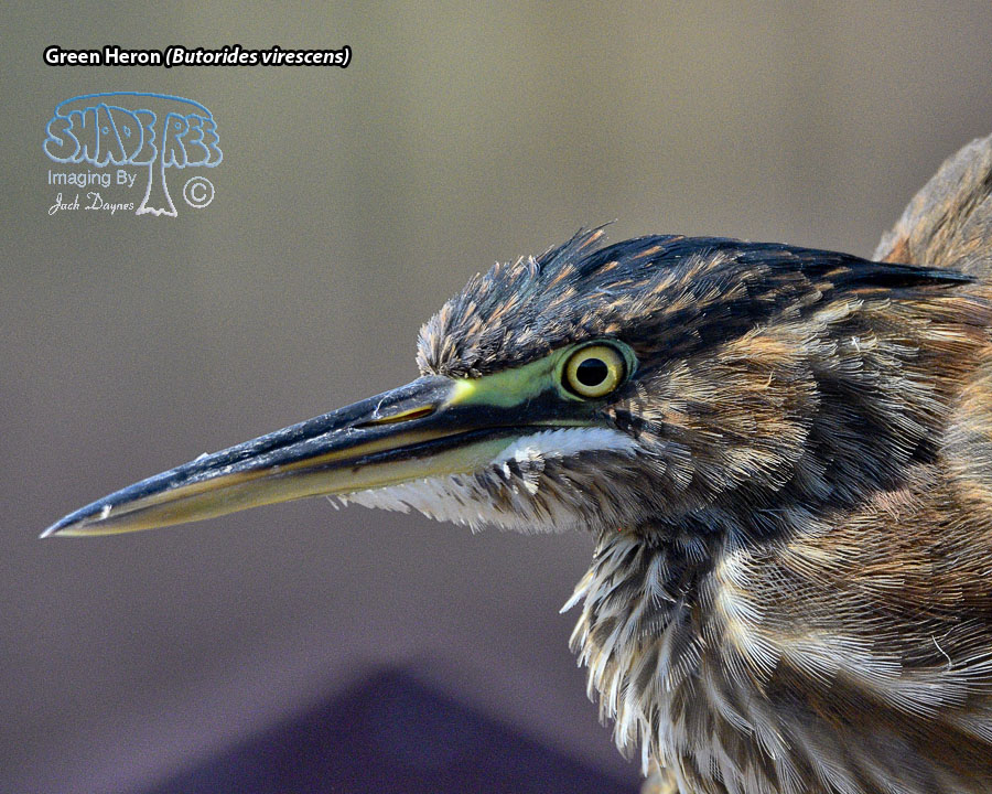 Green Heron - Butorides virescens
