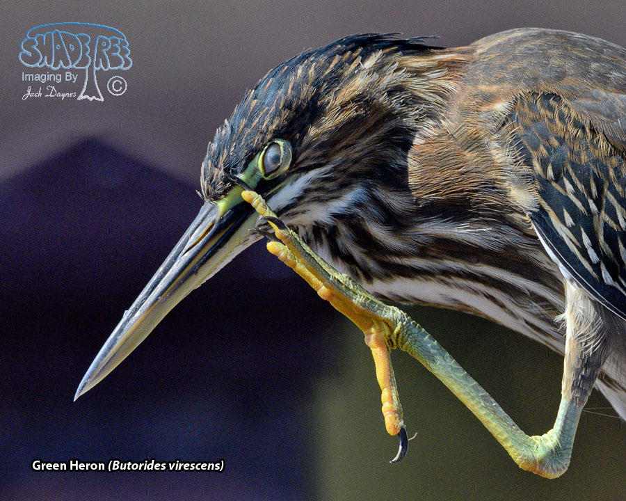 Green Heron - Butorides virescens