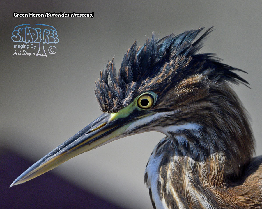 Green Heron - Butorides virescens