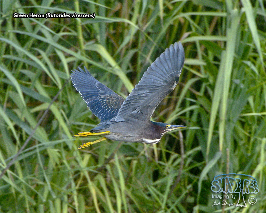 Green Heron - Butorides virescens