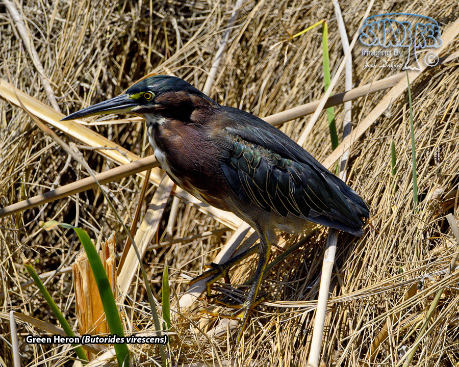 Green Heron - Butorides virescens