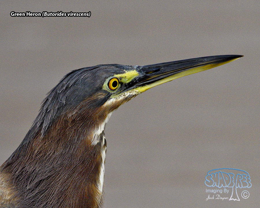 Green Heron - Butorides virescens