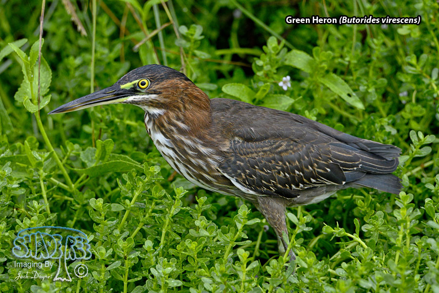 Green Heron - Butorides virescens