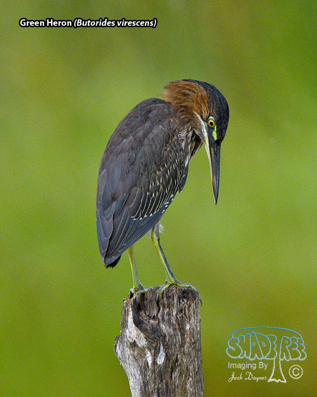 Green Heron - Butorides virescens