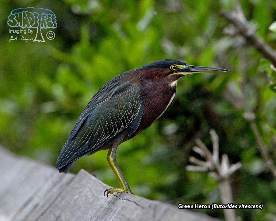 Green Heron - Butorides virescens
