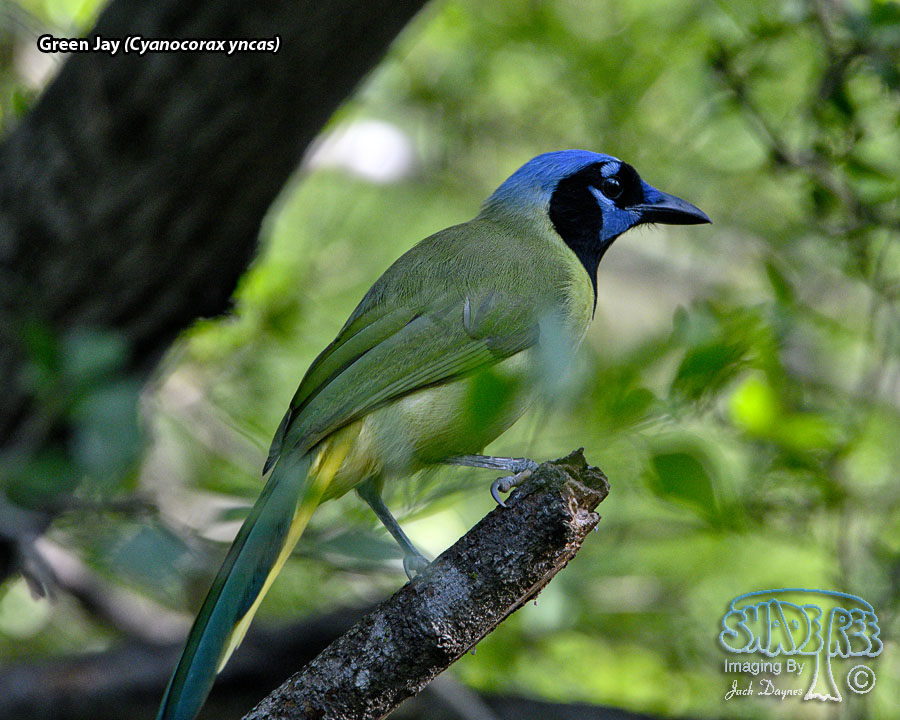 Green Jay - Cyanocorax yncas