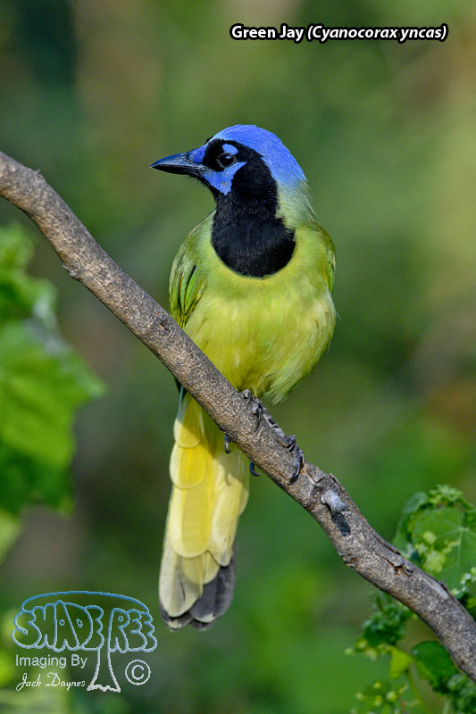 Green Jay - Cyanocorax yncas