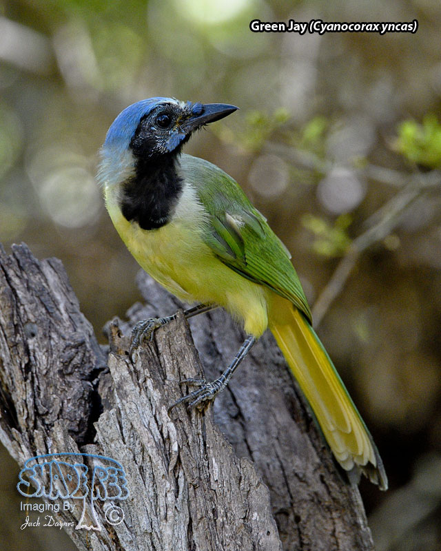 Green Jay - Cyanocorax yncas