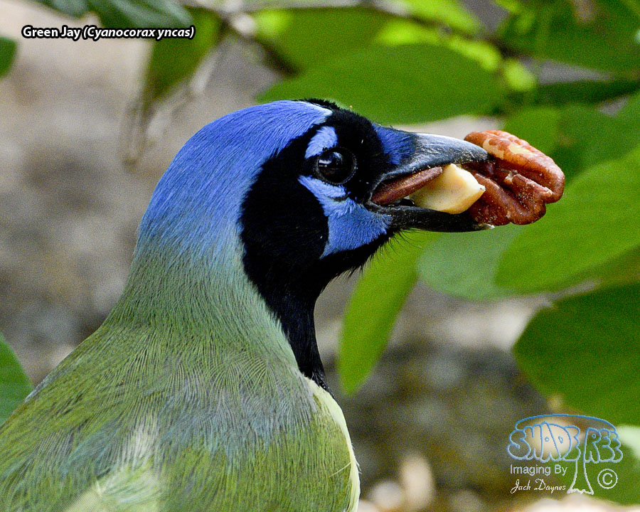 Green Jay - Cyanocorax yncas