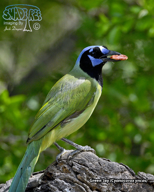 Green Jay - Cyanocorax yncas