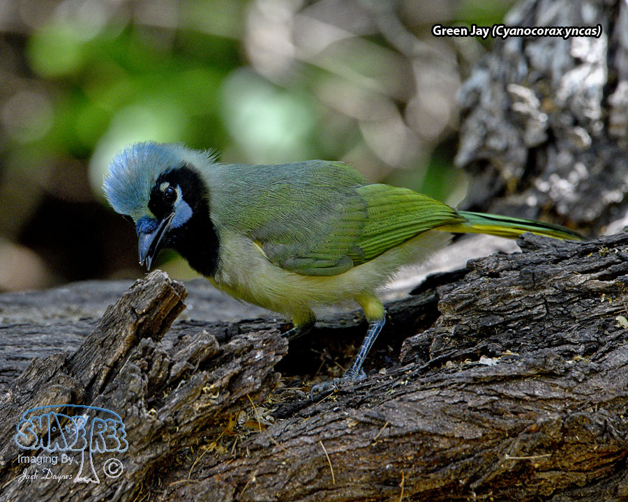 Green Jay - Cyanocorax yncas