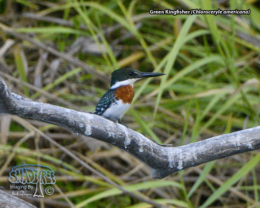 Green Kingfisher - Chloroceryle americana
