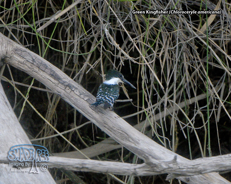 Green Kingfisher - Chloroceryle americana