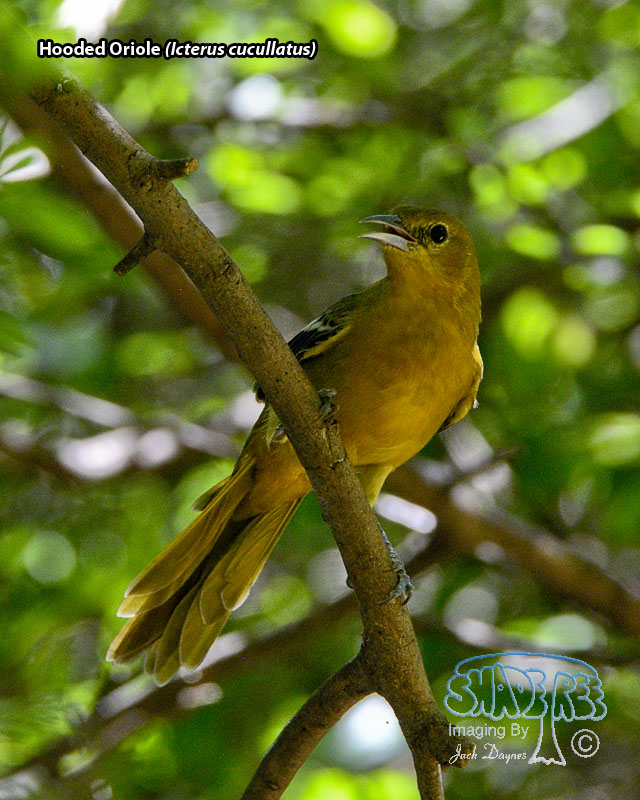 Hooded Oriole - Icterus cucullatus