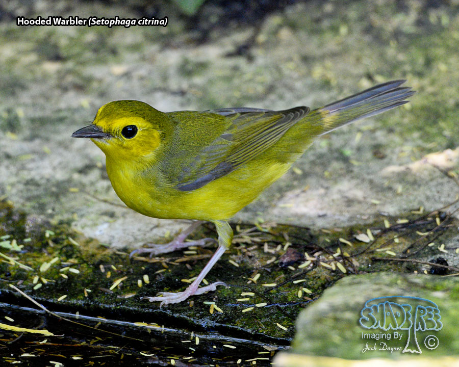 Hooded Warbler - Setophaga citrina