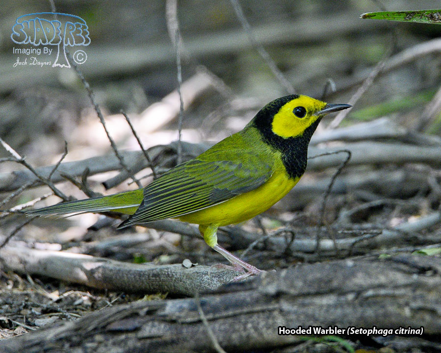Hooded Warbler - Setophaga citrina