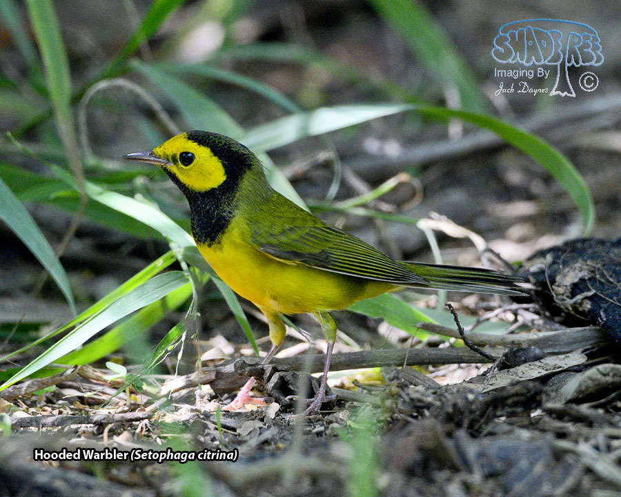 Hooded Warbler - Setophaga citrina