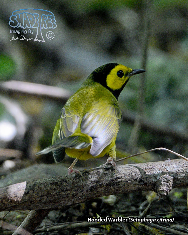 Hooded Warbler - Setophaga citrina