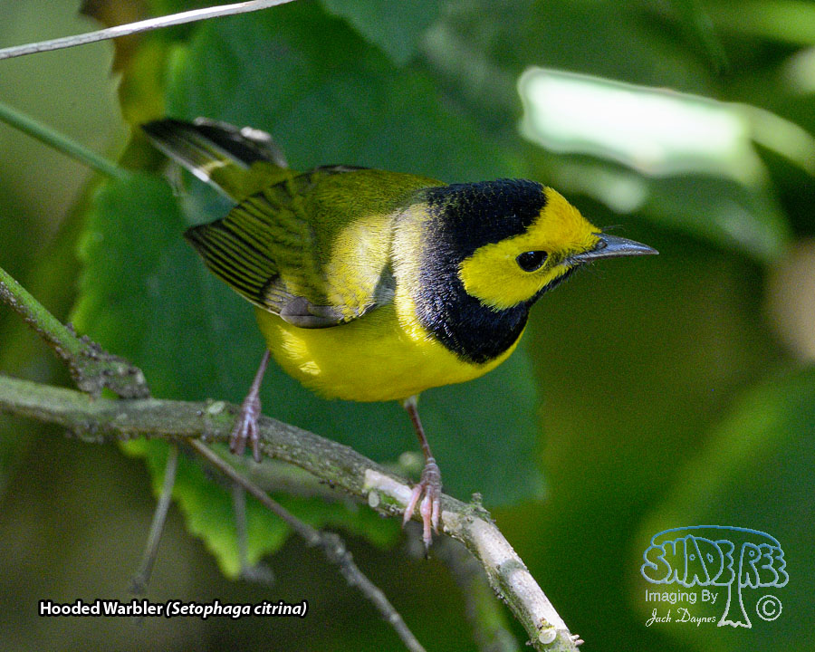 Hooded Warbler - Setophaga citrina