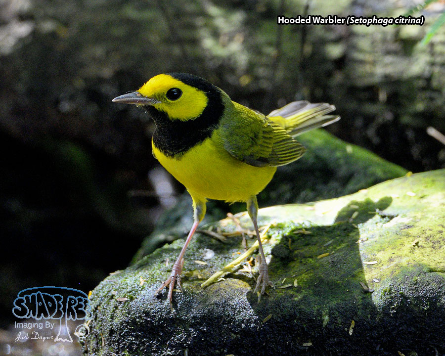 Hooded Warbler - Setophaga citrina