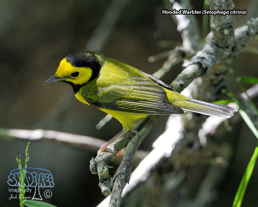 Hooded Warbler - Setophaga citrina