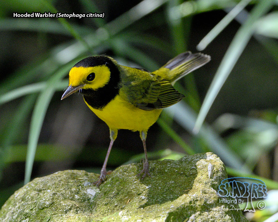 Hooded Warbler - Setophaga citrina