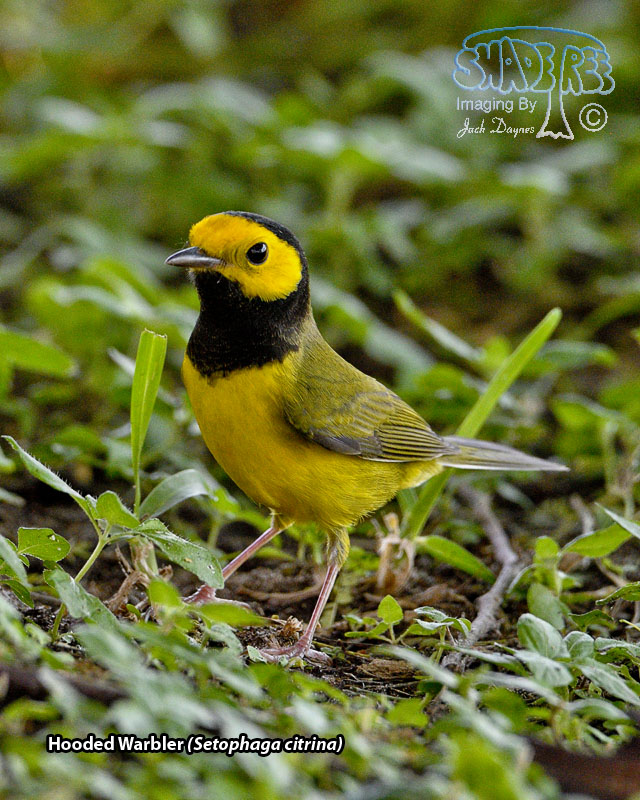 Hooded Warbler - Setophaga citrina