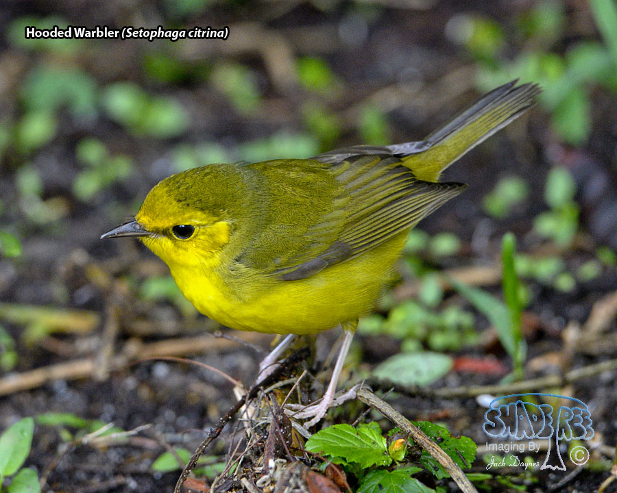 Hooded Warbler - Setophaga citrina