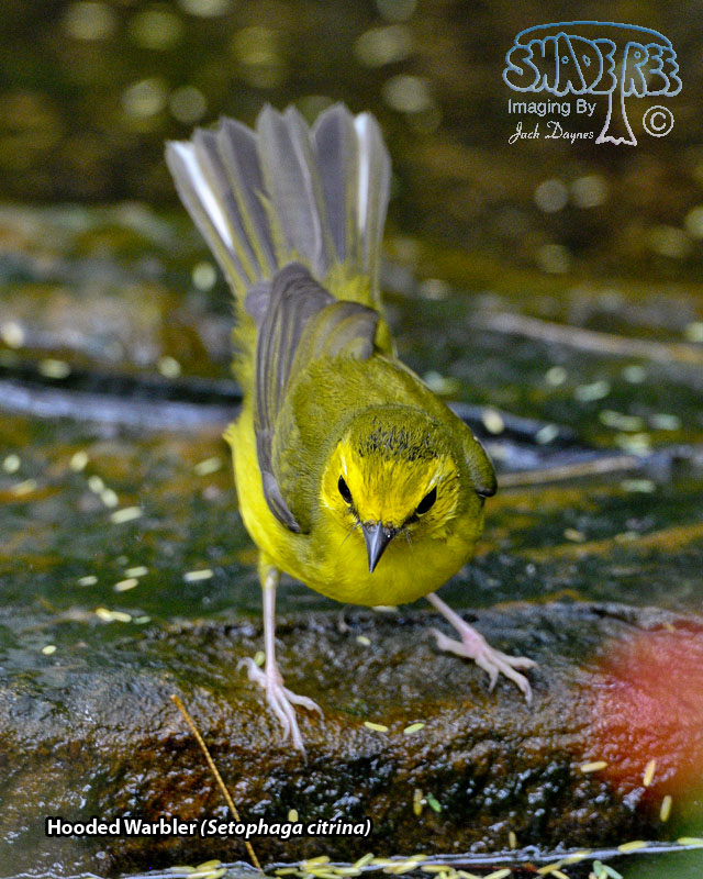 Hooded Warbler - Setophaga citrina