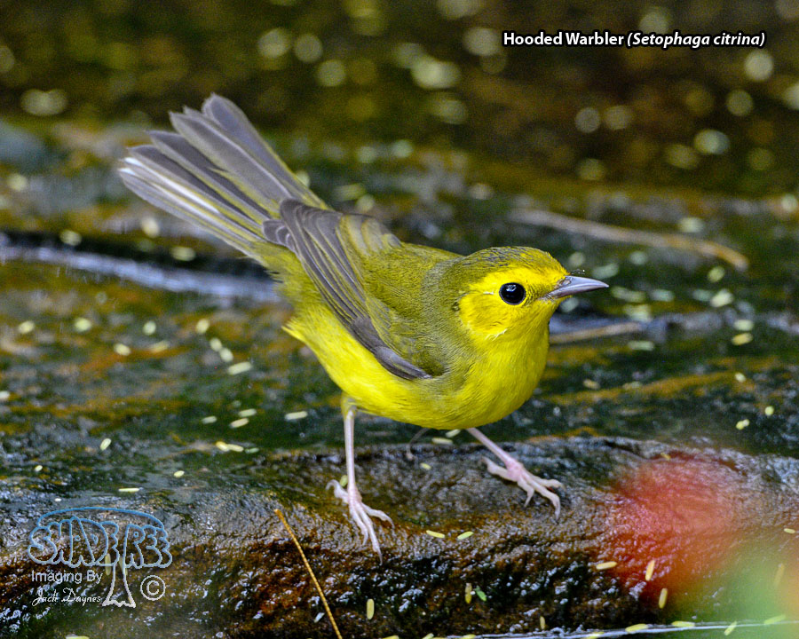Hooded Warbler - Setophaga citrina