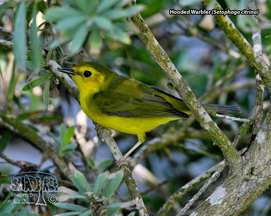 Hooded Warbler - Setophaga citrina