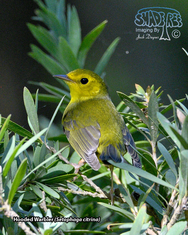 Hooded Warbler - Setophaga citrina