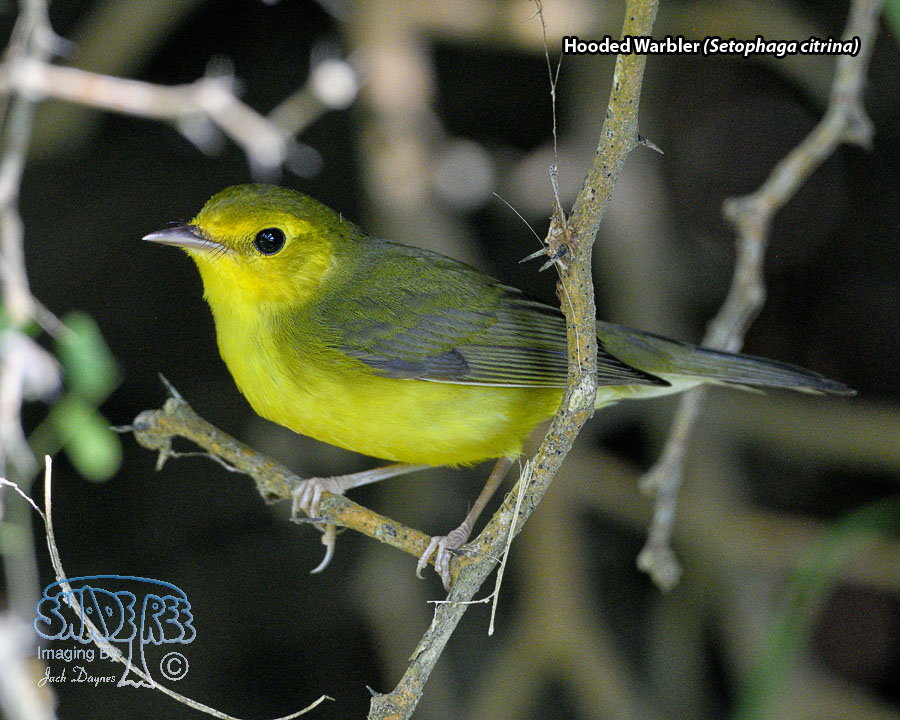 Hooded Warbler - Setophaga citrina