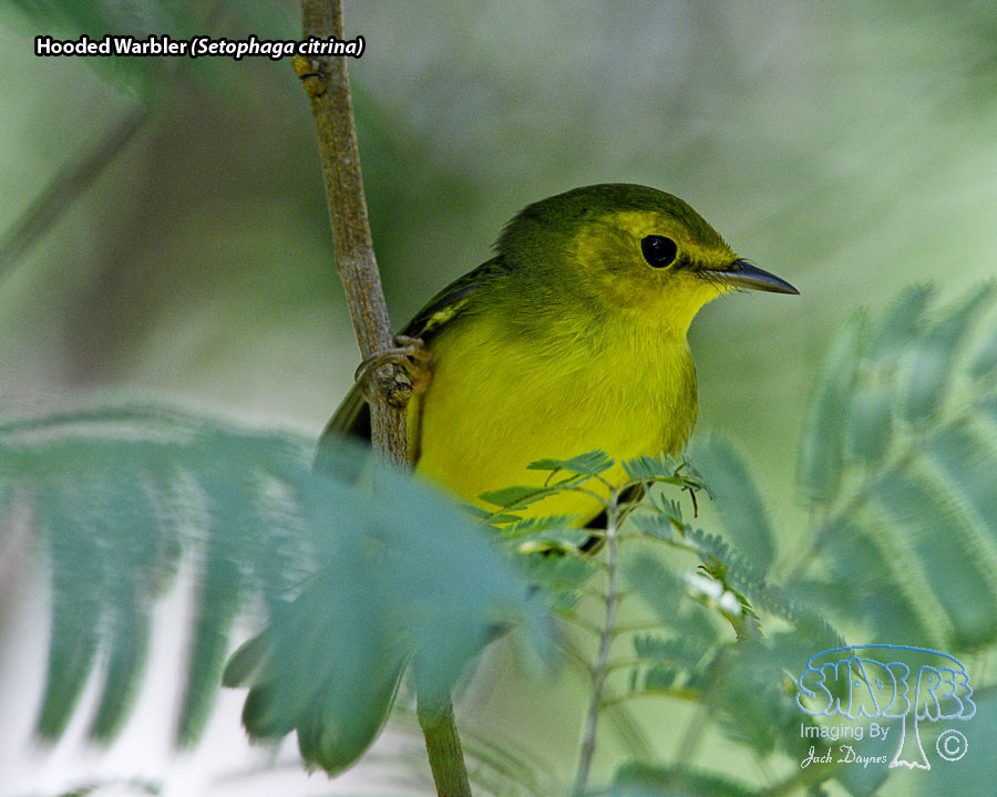 Hooded Warbler - Setophaga citrina