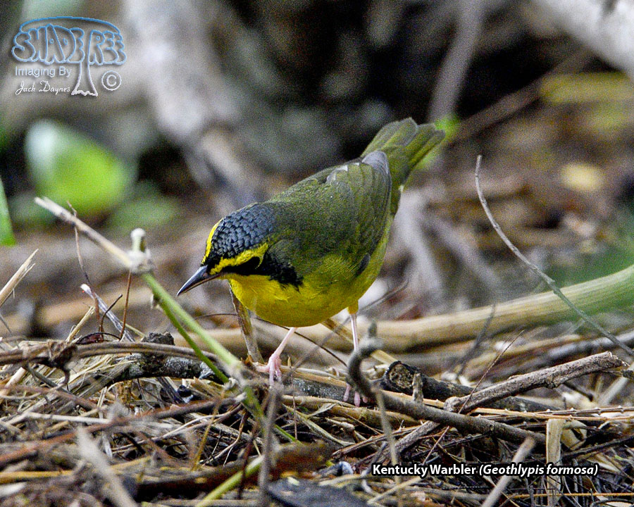 Kentucky Warbler - Geothlypis formosa