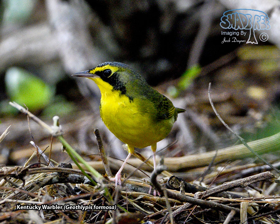 Kentucky Warbler - Geothlypis formosa