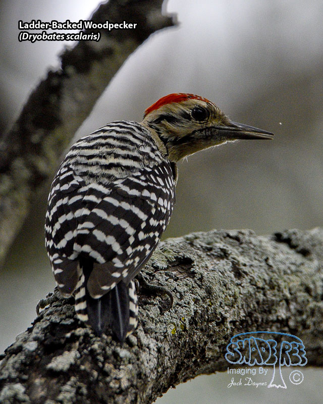 Ladder-Backed Woodpecker - Dryobates scalaris