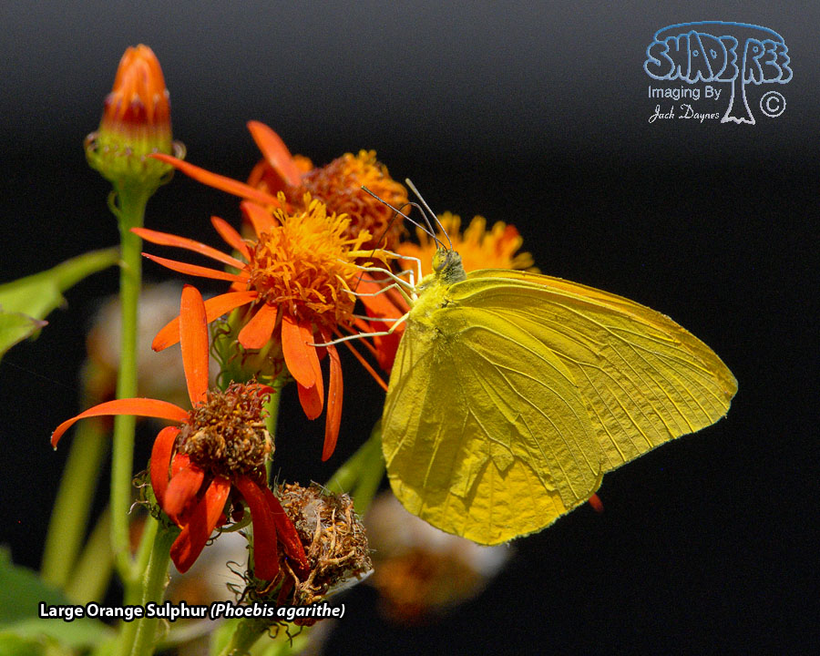 Large Orange Sulphur - Phoebis agarithe