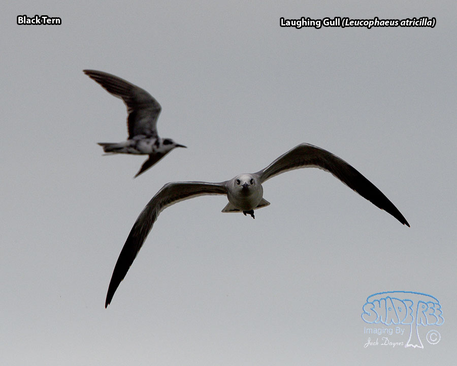 Laughing Gull - Leucophaeus atricilla