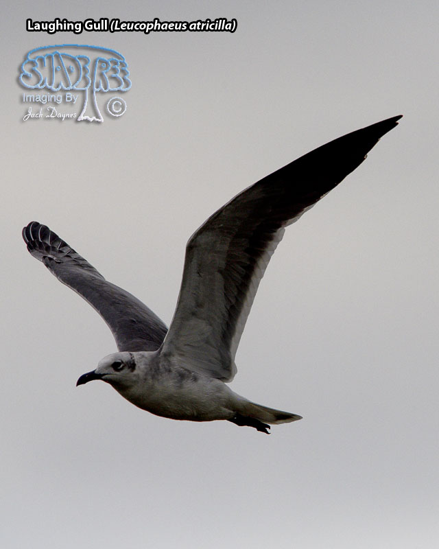 Laughing Gull - Leucophaeus atricilla
