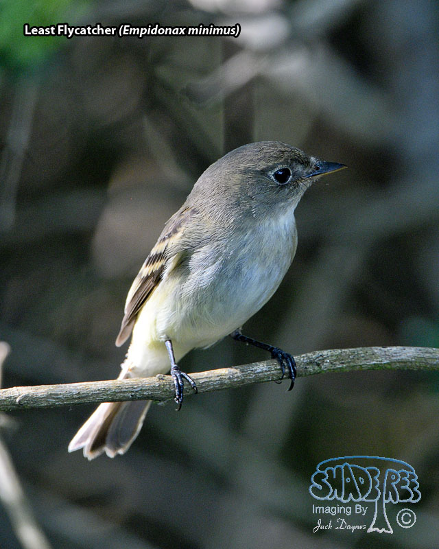 Least Flycatcher - Empidonax minimus