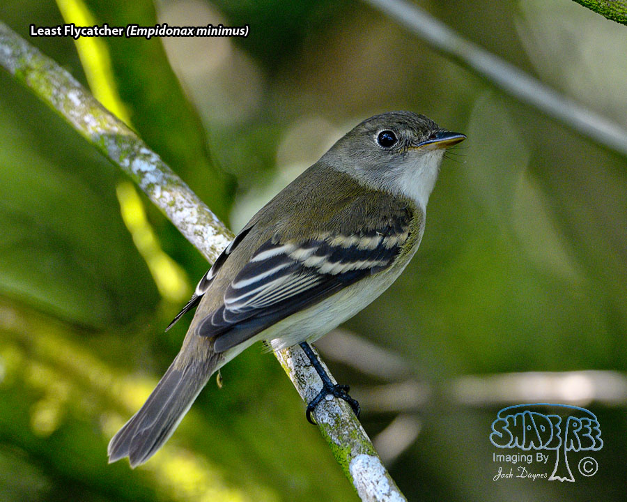 Least Flycatcher - Empidonax minimus
