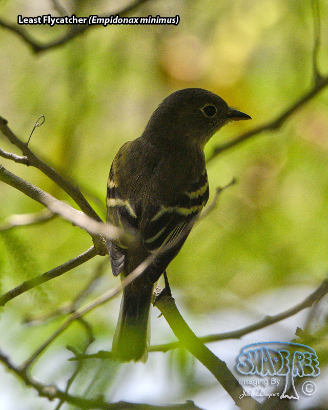 Least Flycatcher - Empidonax minimus