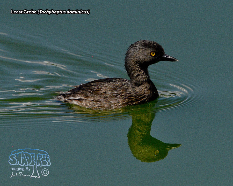 Least Grebe - Tachybaptus dominicus